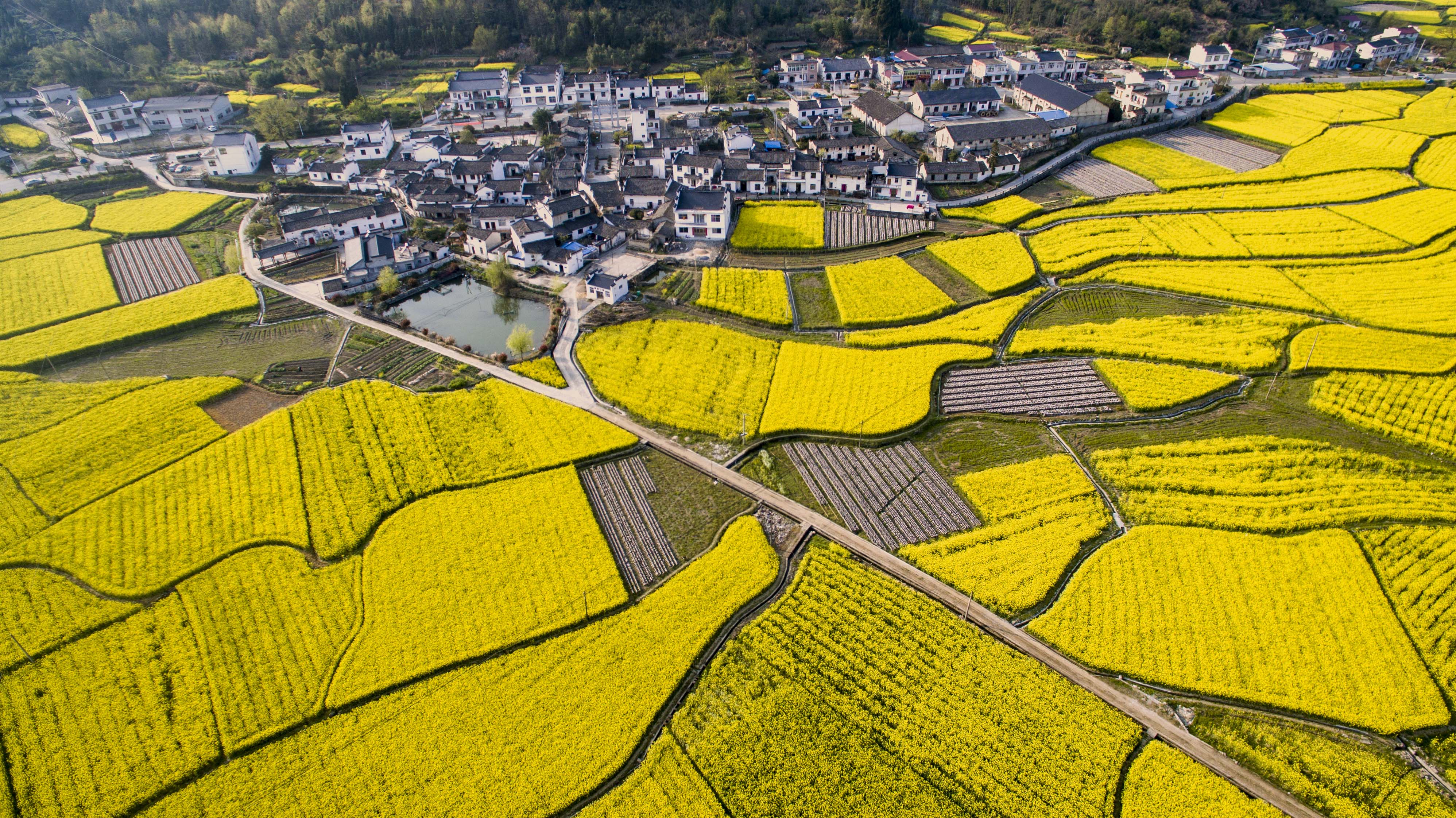 高路亭油菜花11.jpg