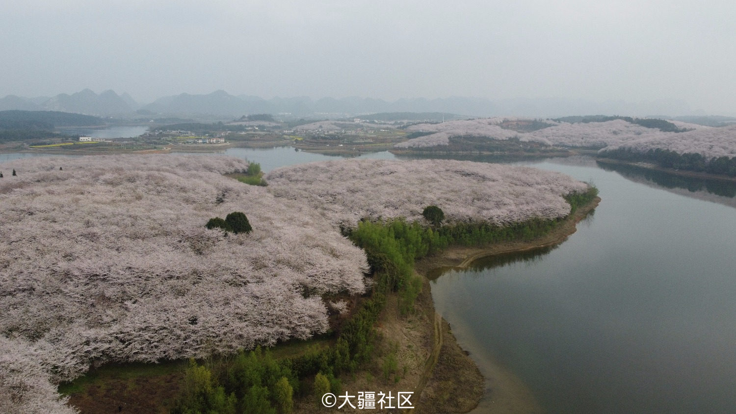 贵州安顺平坝樱花全球第一大樱花园