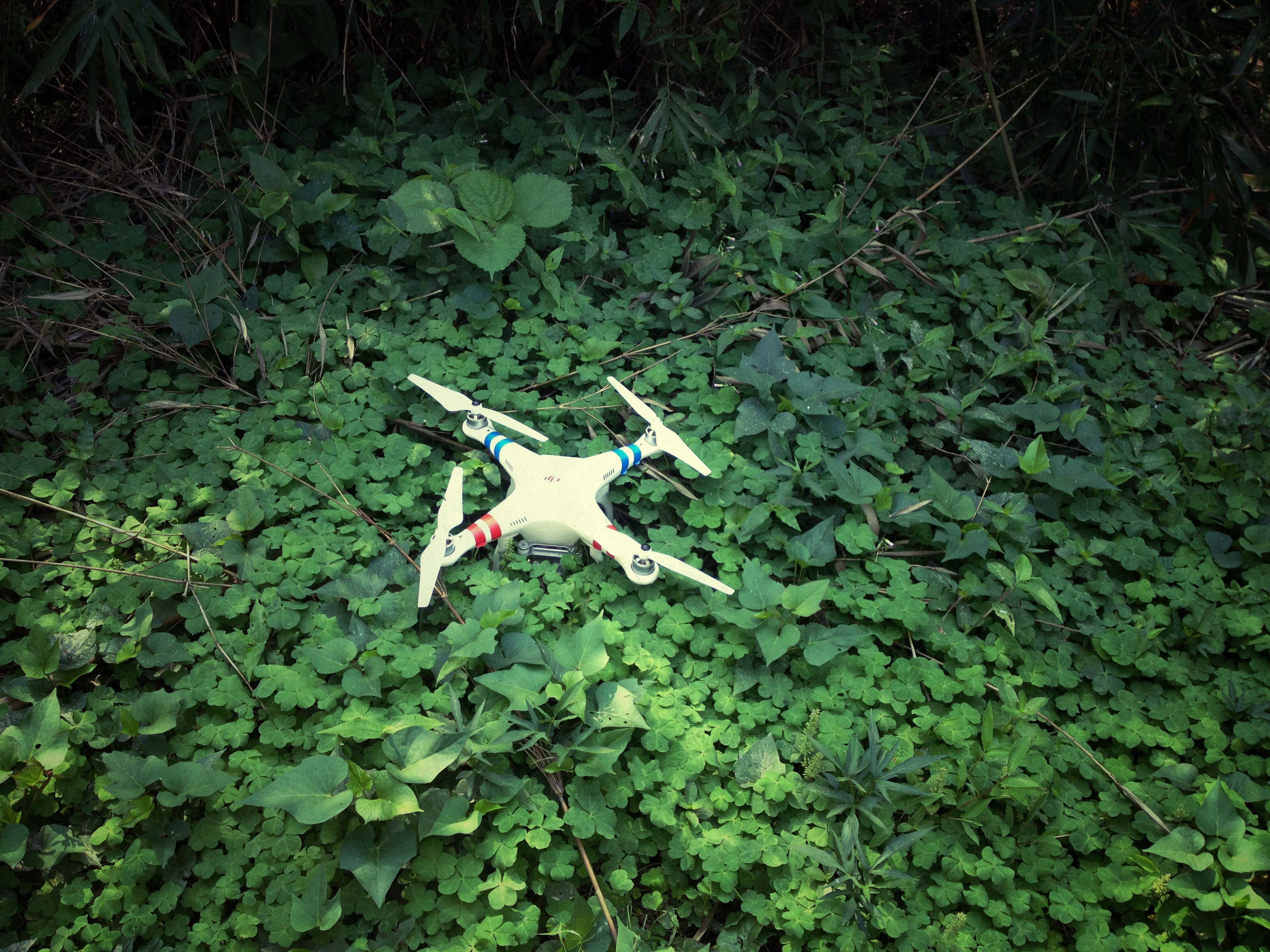 飞机趴在四叶草中