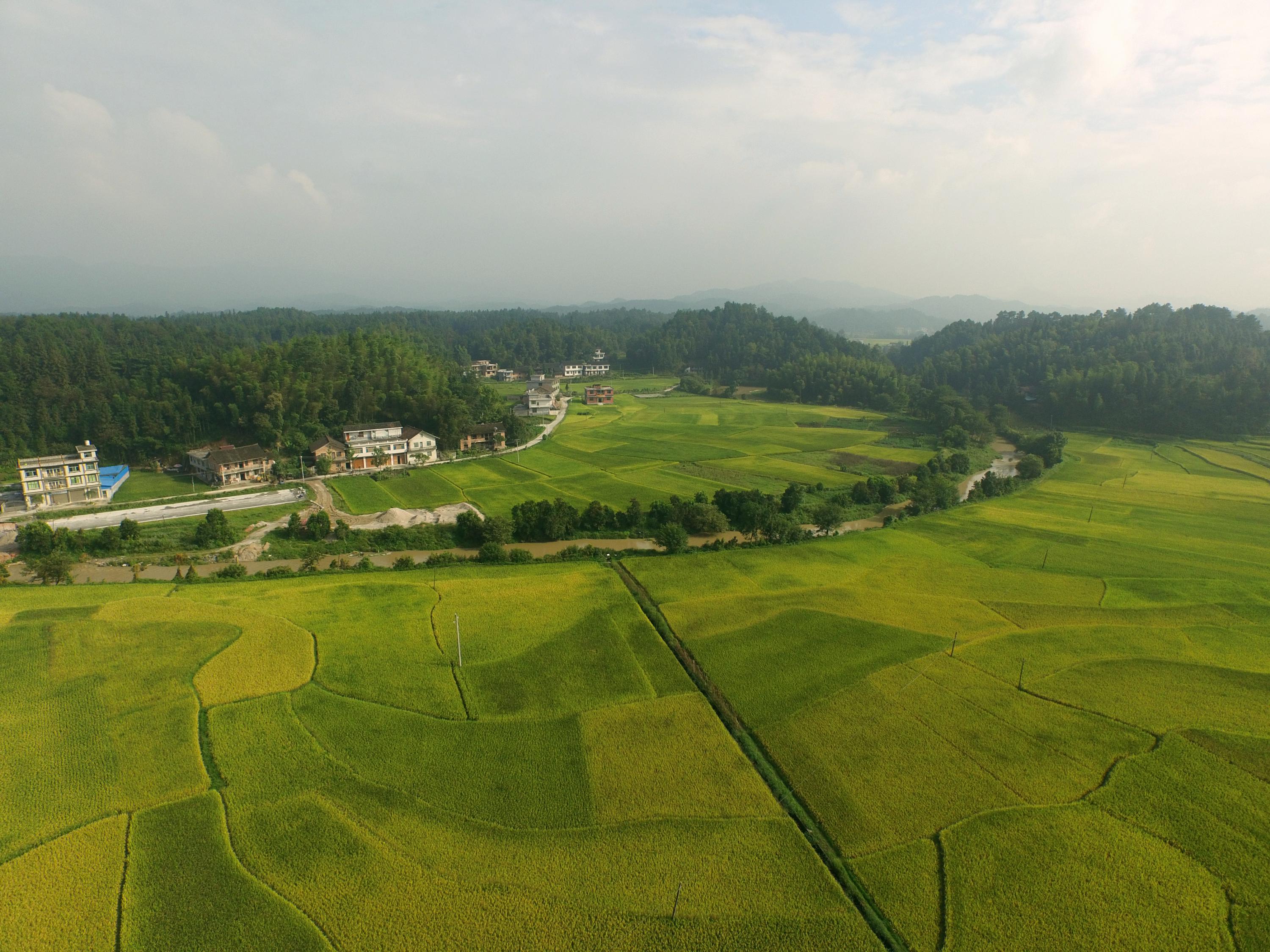 紫鹊界梯田