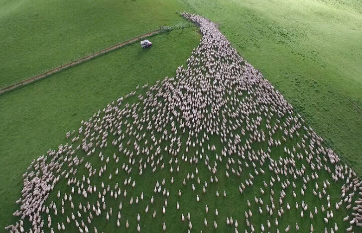 无人机航拍羊群密集恐惧症勿入
