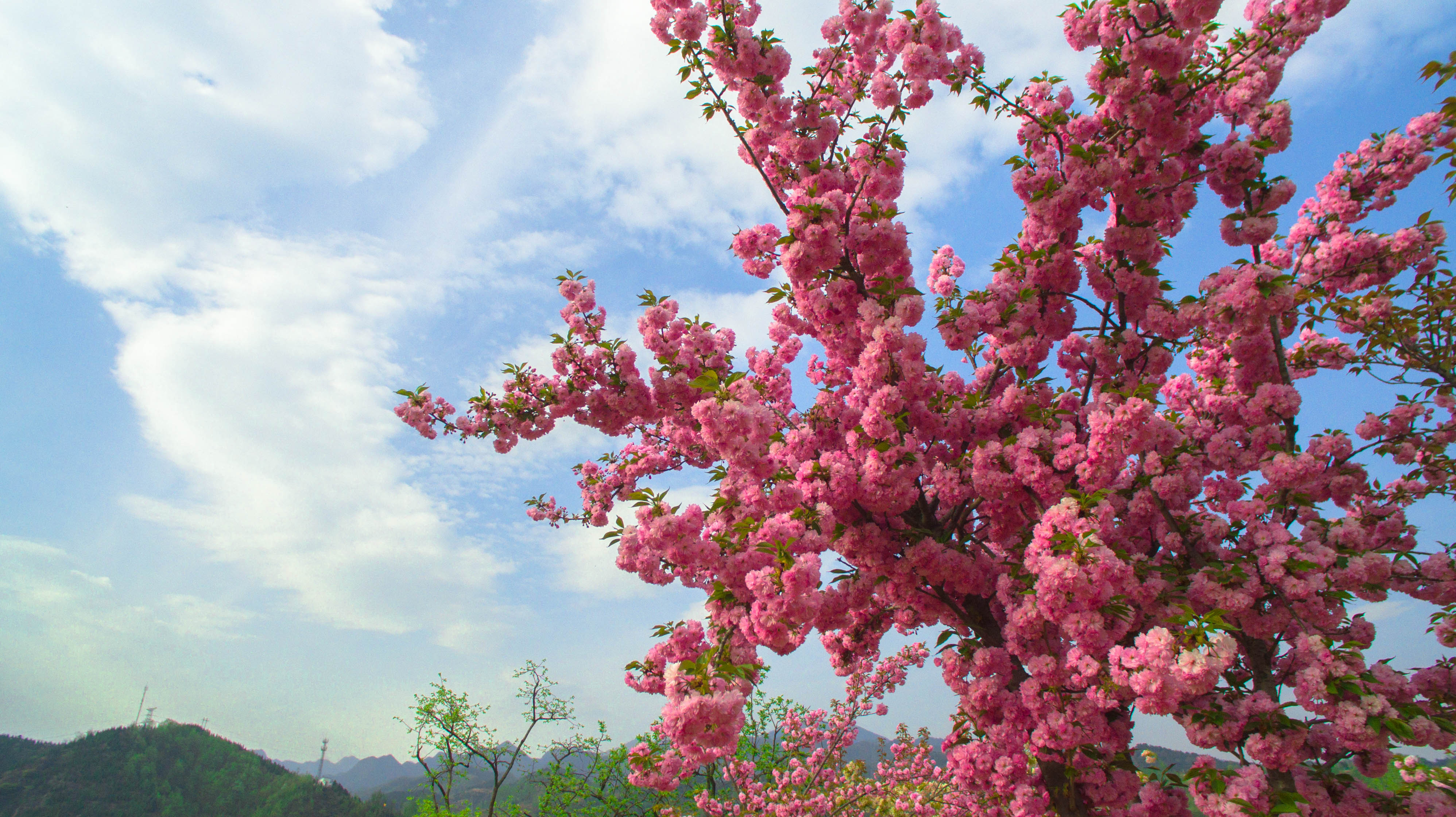 【撩春风】 之 春林花多媚