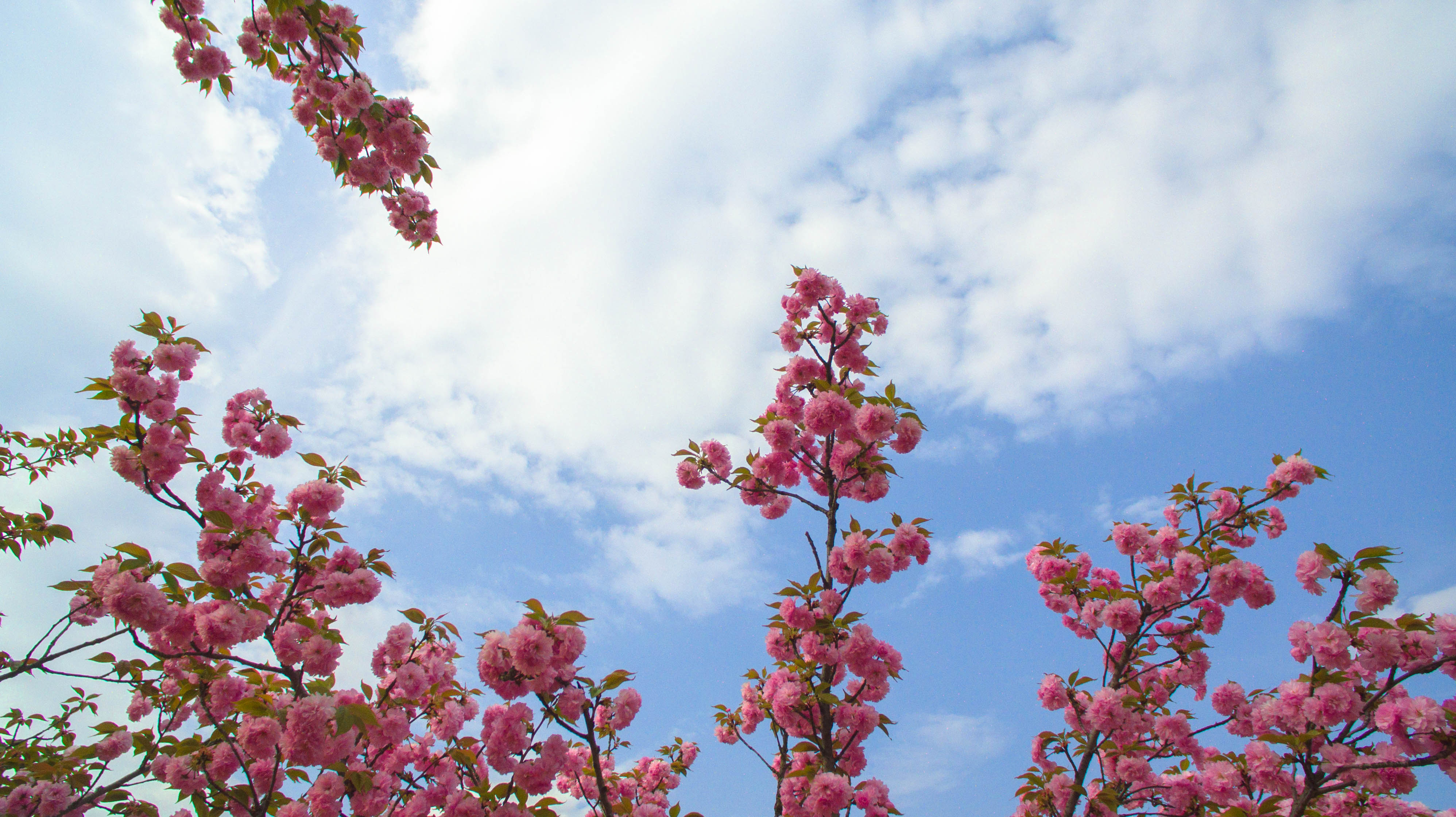 【撩春风】 之 春林花多媚