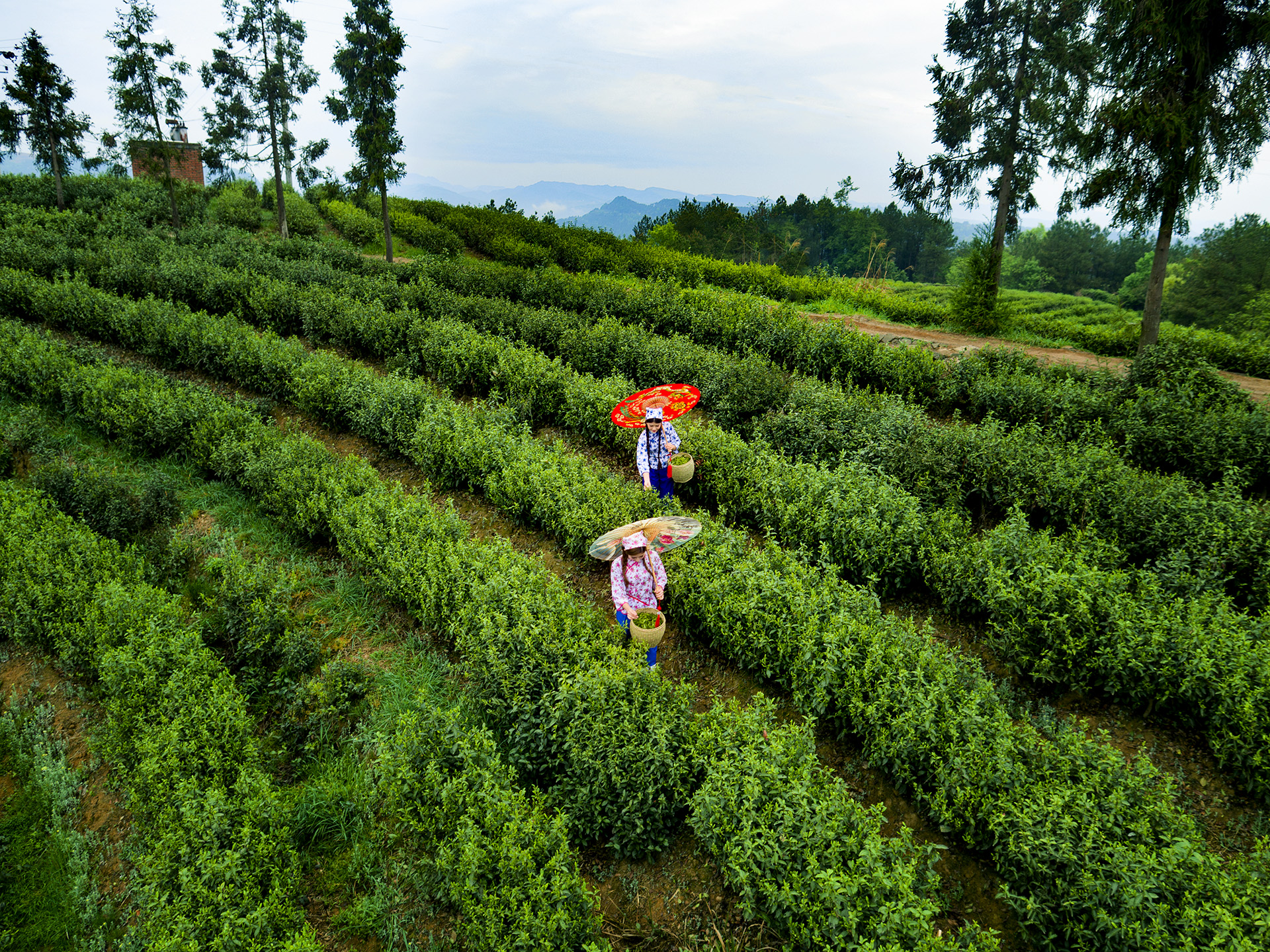 采茶姐妹上茶山