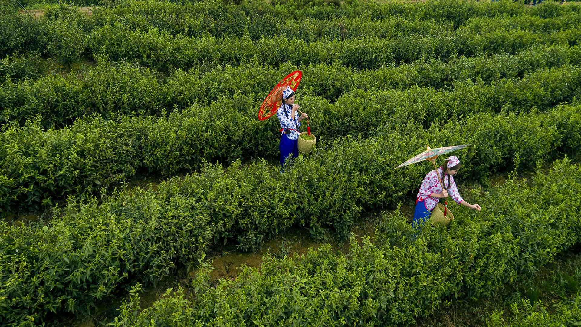 采茶姐妹上茶山