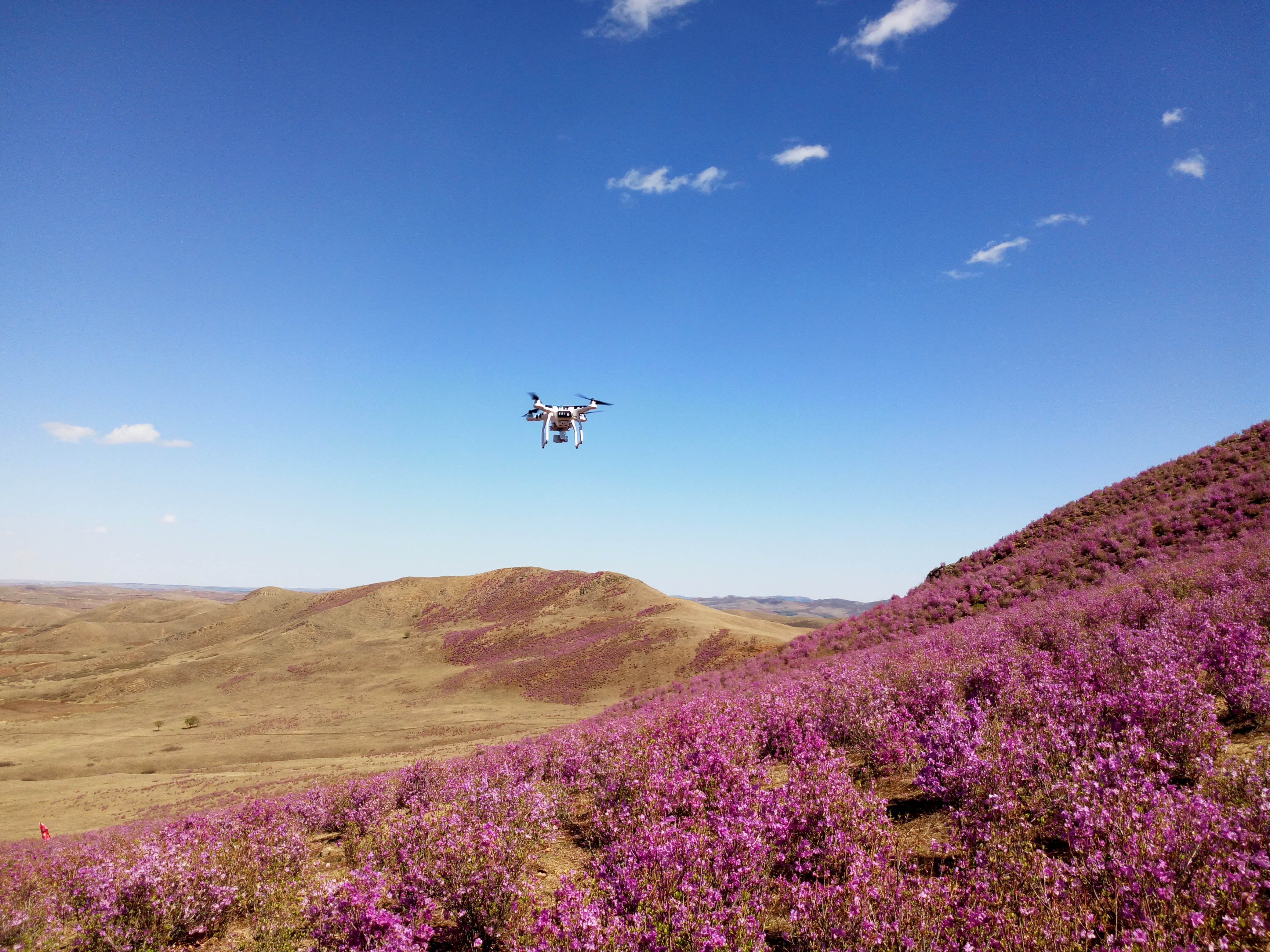 内蒙古扎兰屯架子山杜鹃花海