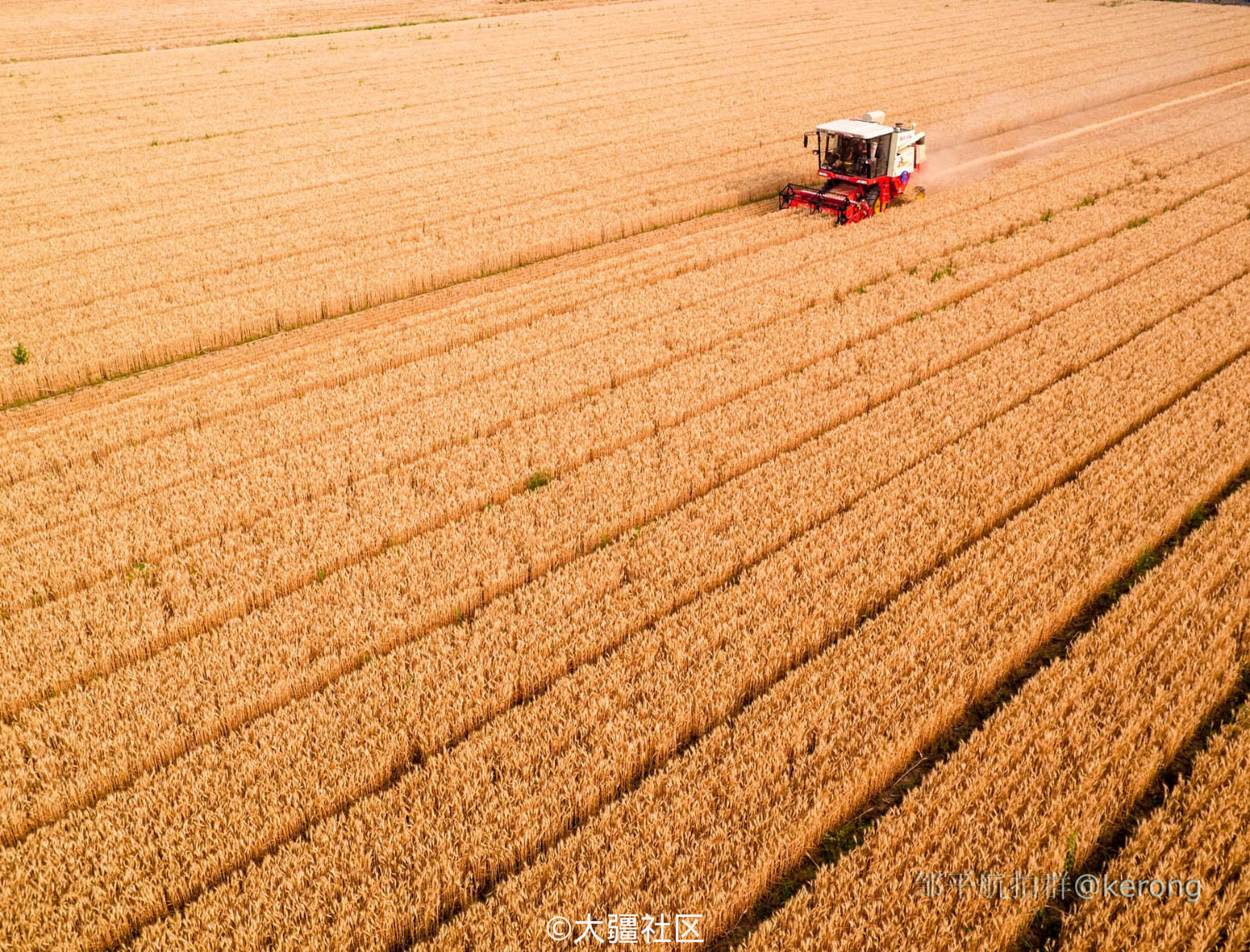 2016年6月9日拍摄到的山东玉玺集团农场小麦收割的场景.