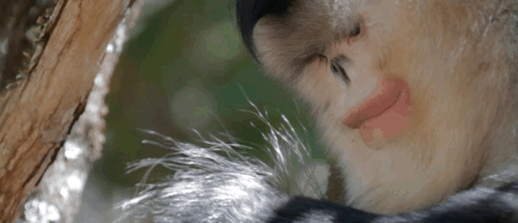 最美中国 · 人物 | 这群追猴子的人当年都经历了什么?