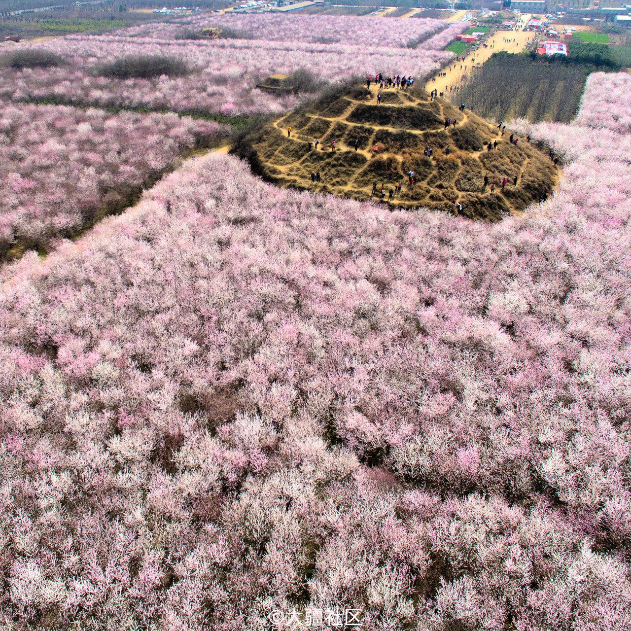 桃花盛开-西安市长安区大府井村