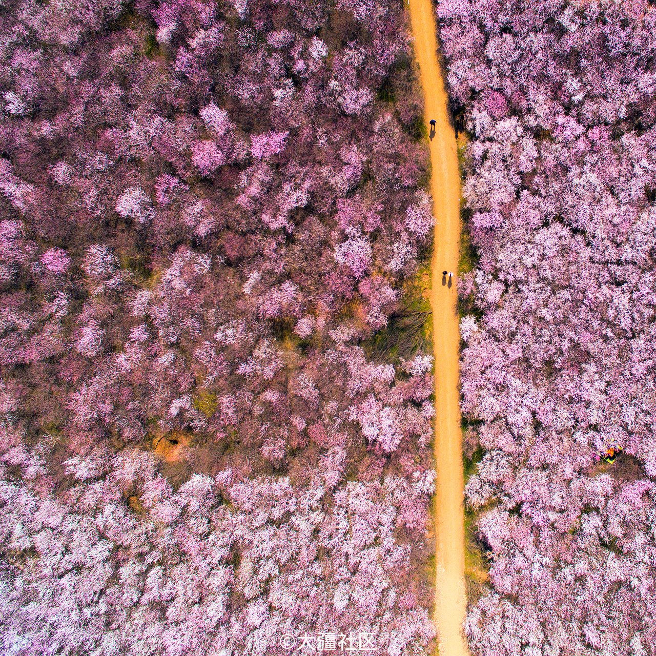 桃花盛开-西安市长安区大府井村