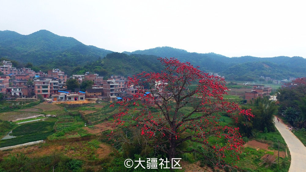 南国木棉花开红艳艳 作品 大疆社区 南国木棉花开红艳艳 作品 大疆社区