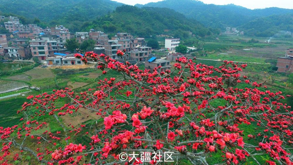 南国木棉花开红艳艳 作品 大疆社区