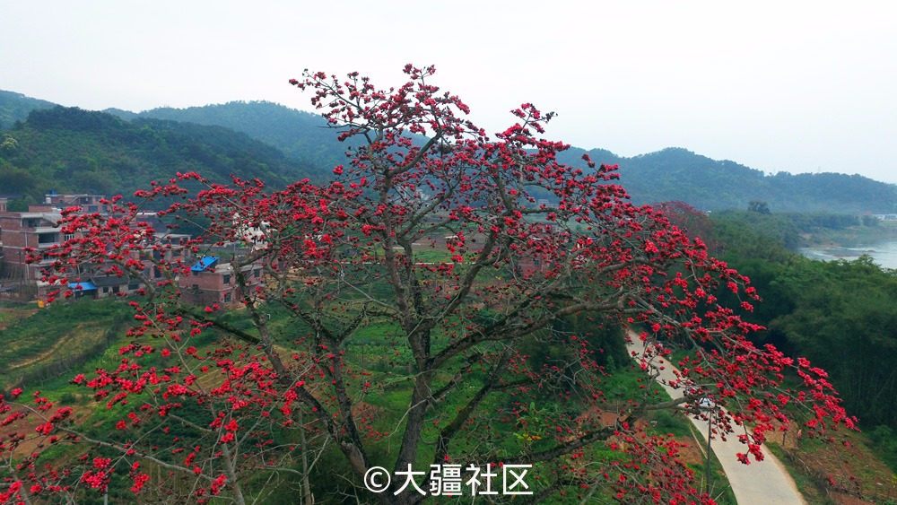 南国木棉花开红艳艳 作品 大疆社区