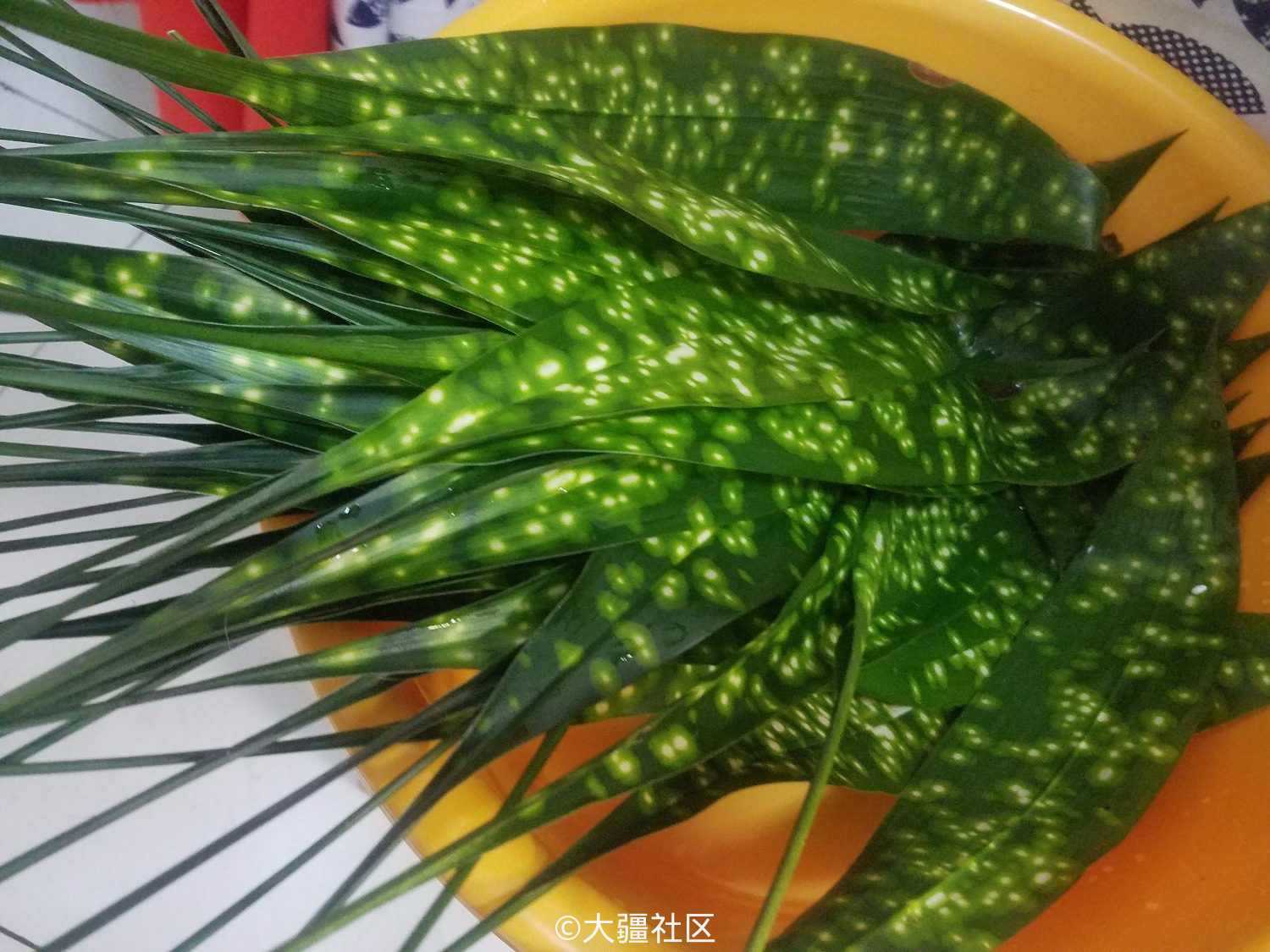 花粽叶与送粽机