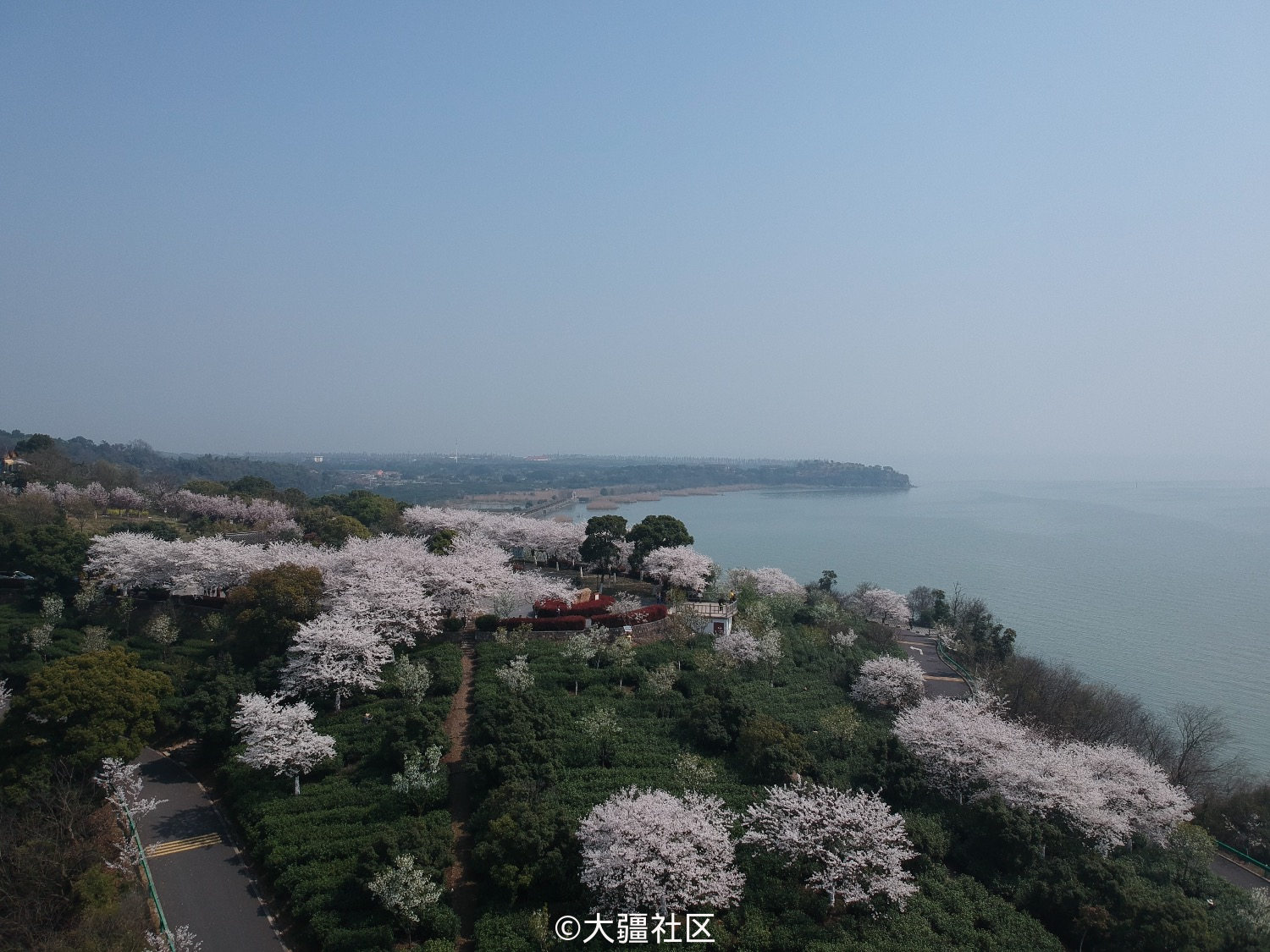 无锡樱花季-红沙湾