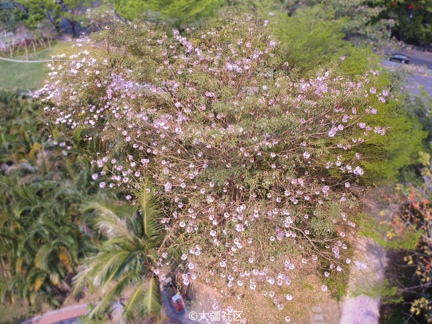 获奖名单公布 玩点 花 样 航拍赏花 花式拿奖 活动 第4页 大疆社区