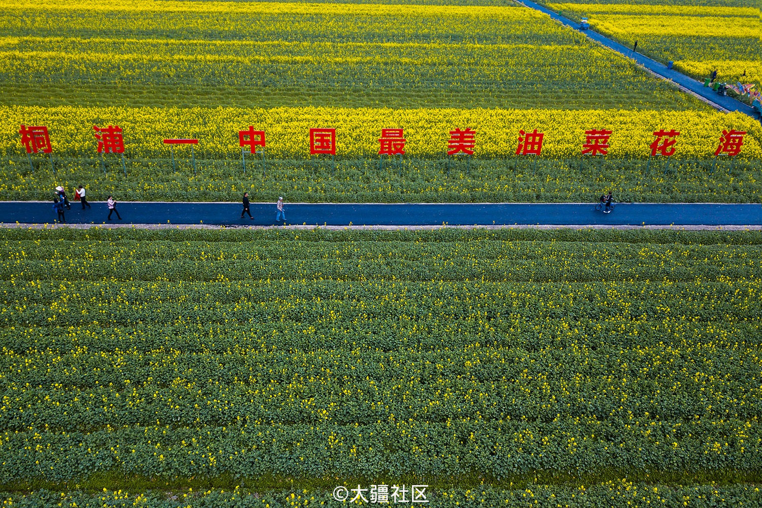 鳥瞰桐浦油菜花海