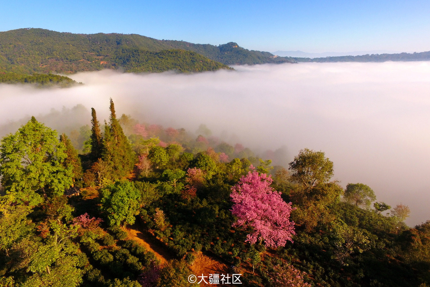 樱花开满景迈山
