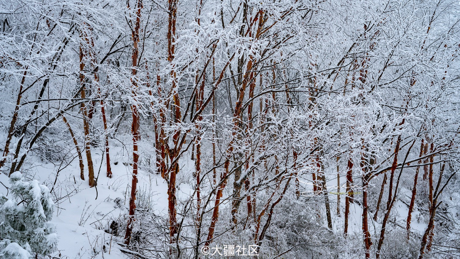 【先睹为快】航拍秦岭朝阳沟雪景