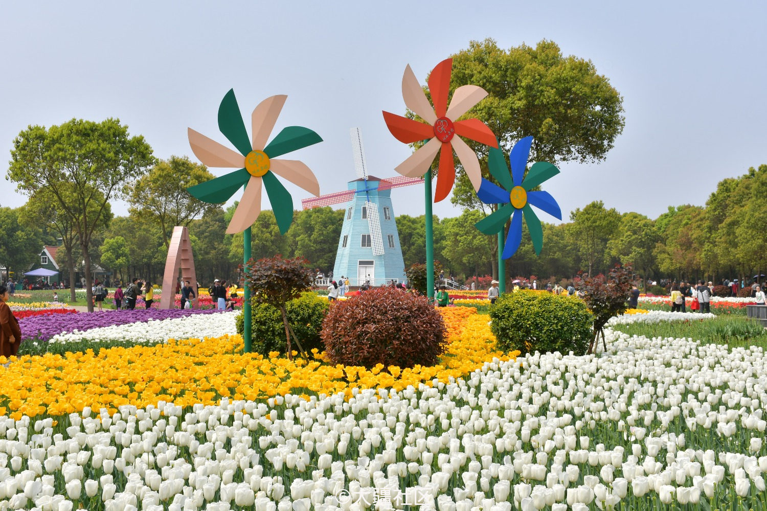 航拍荷兰风车郁金香的五彩缤纷世界