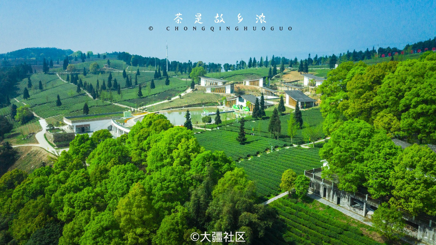 茶是故乡浓-定心茶园