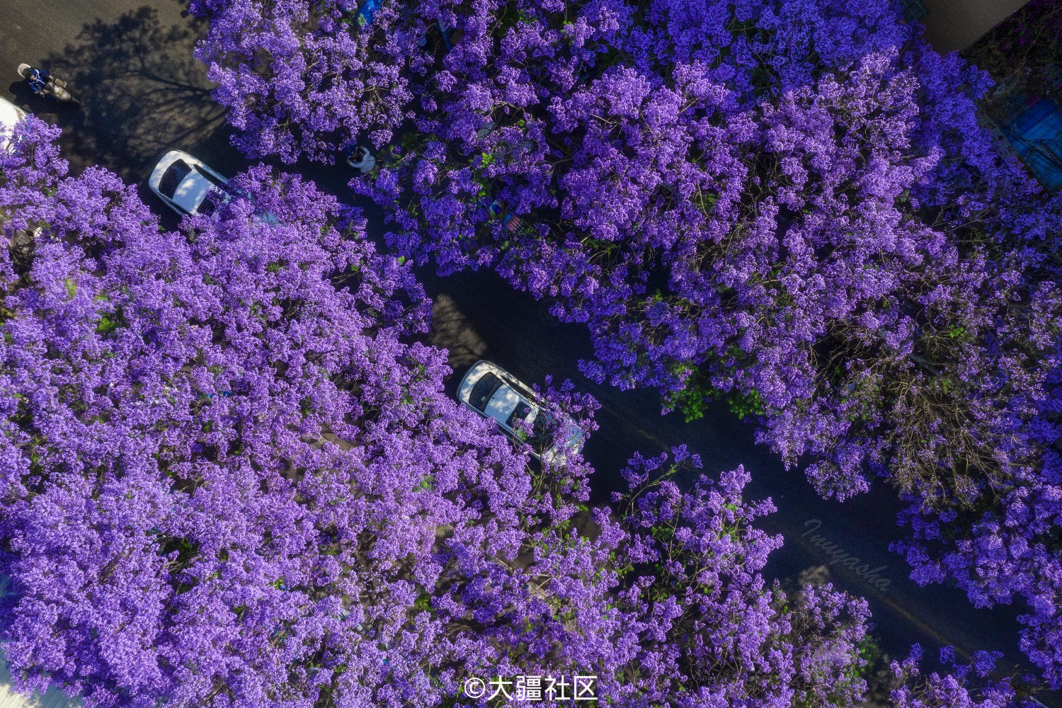 城市中的花海—昆明蓝花楹