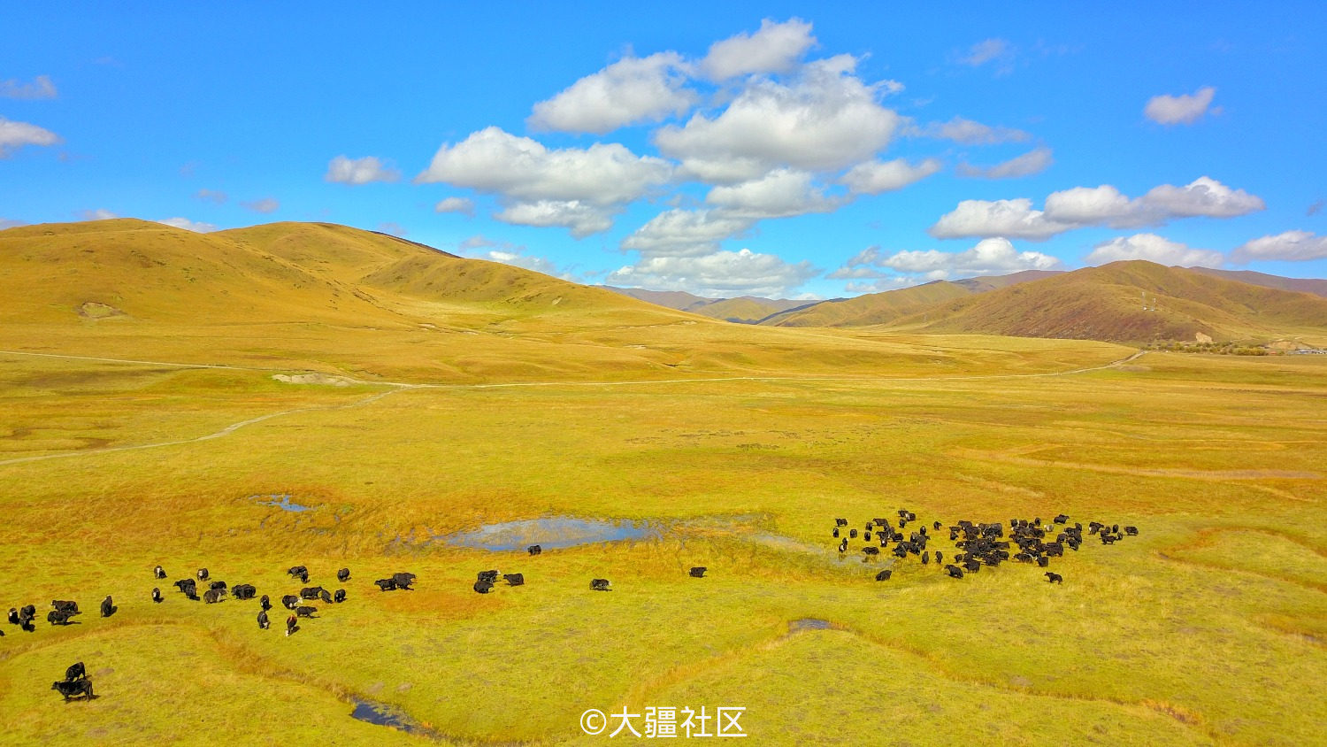 国庆若尔盖草原图片