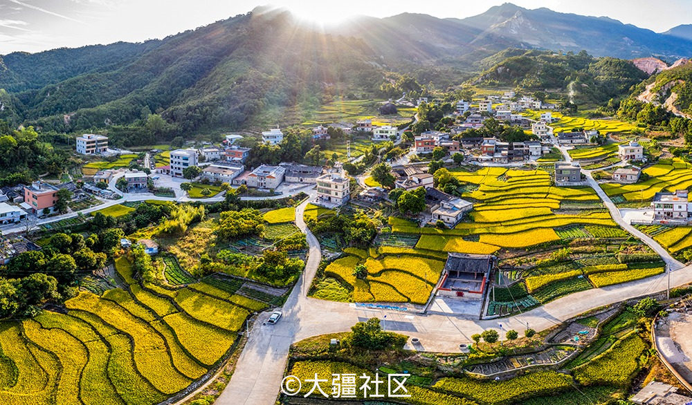 金秋是收获的季节,福建省安溪县龙门镇洋坑村的水稻进入成熟期