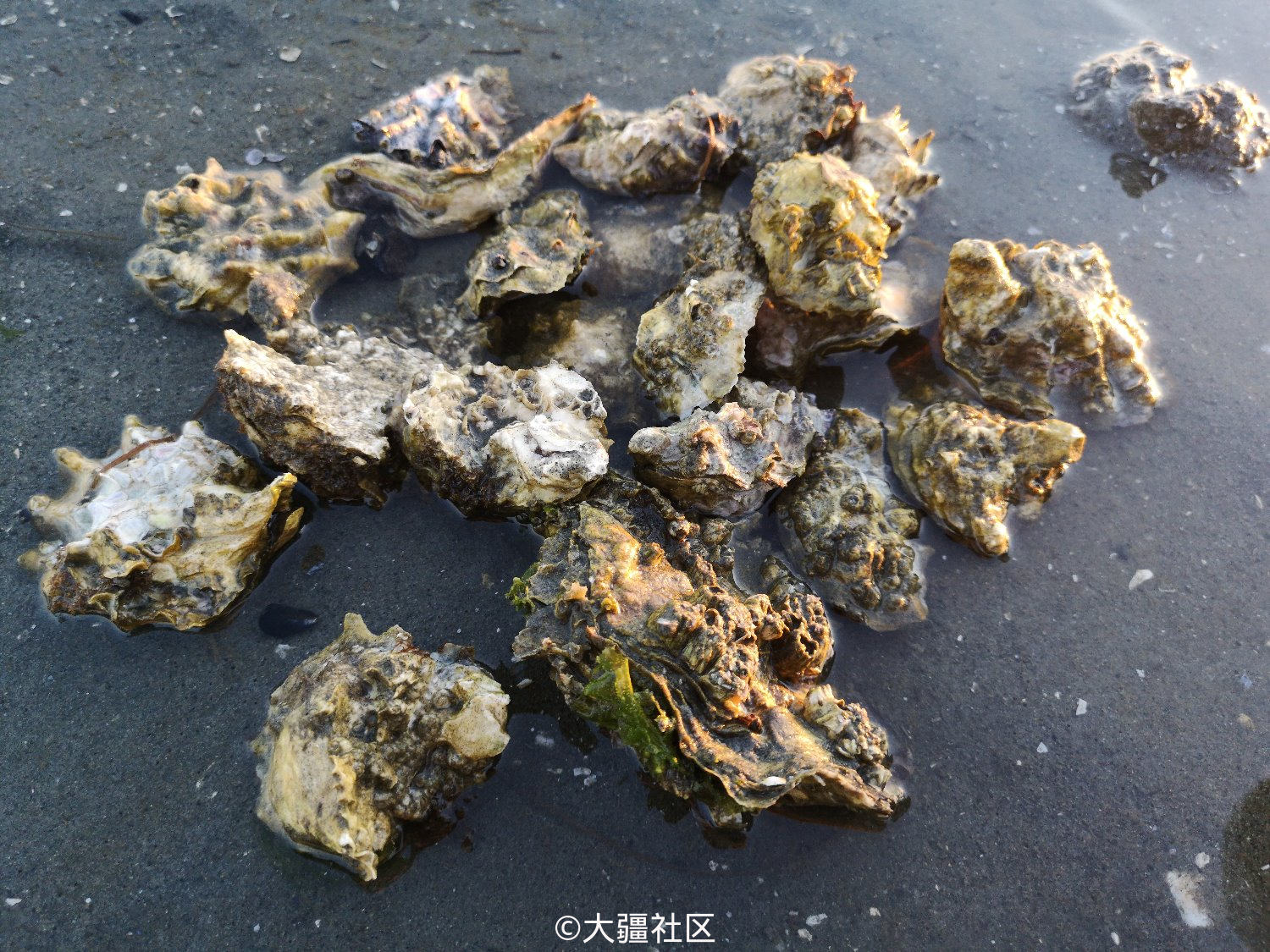 (手机) 海边生蚝