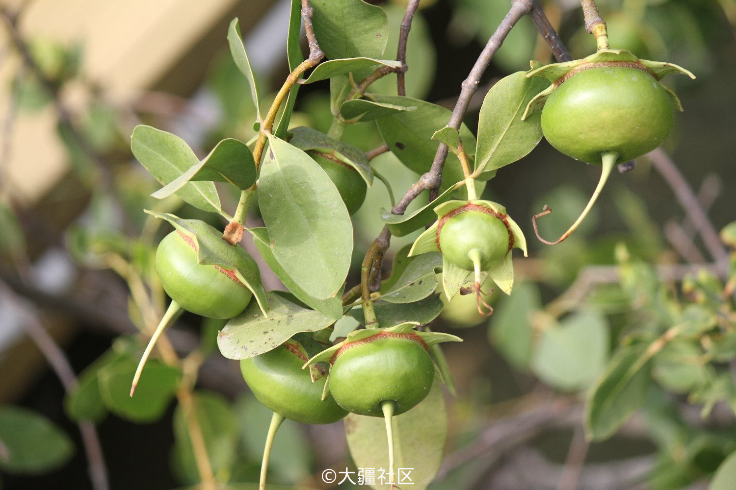 红树林中的果实