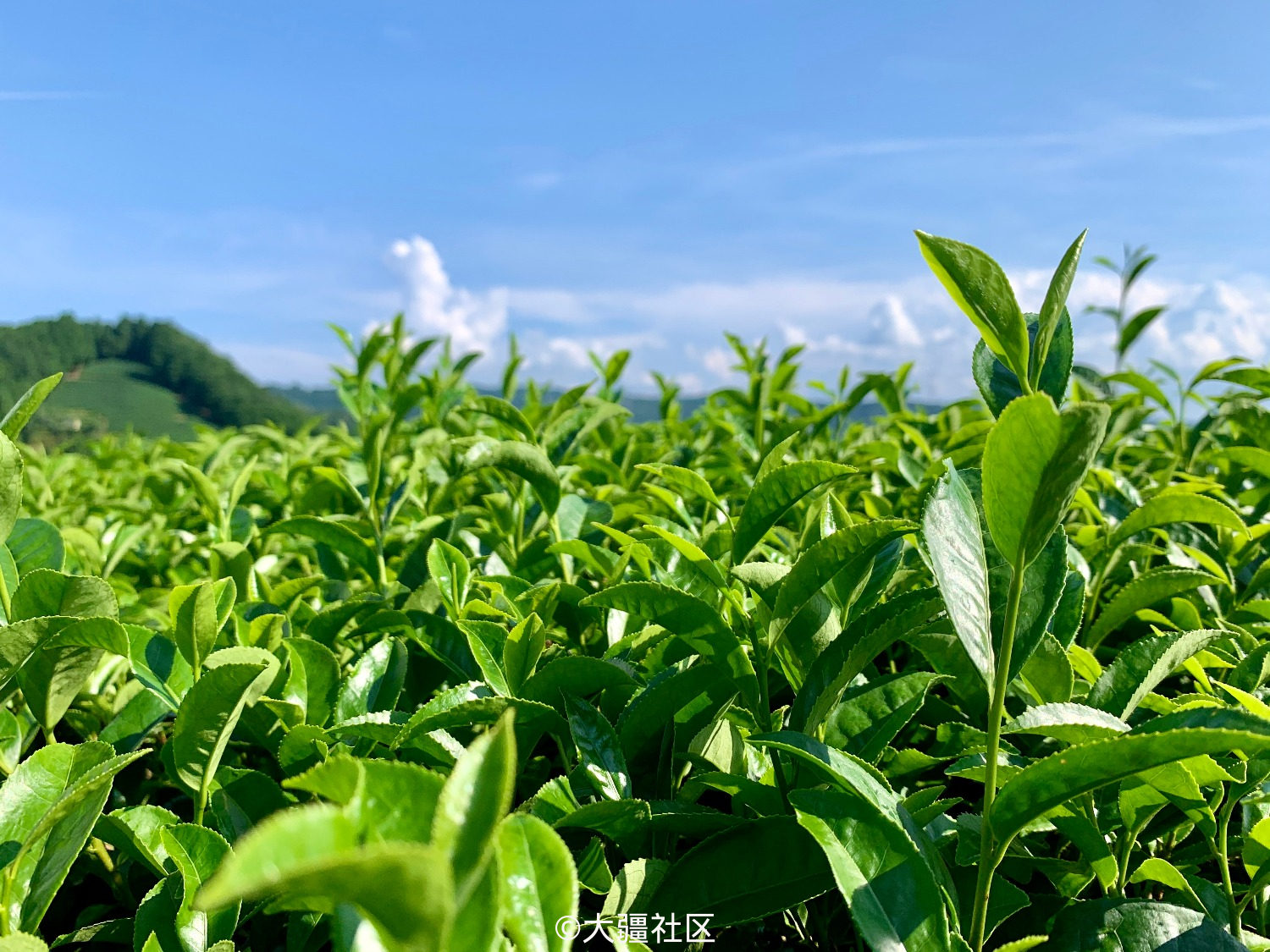 Mini日本京都茶田自驾拍摄图片 作品 大疆社区