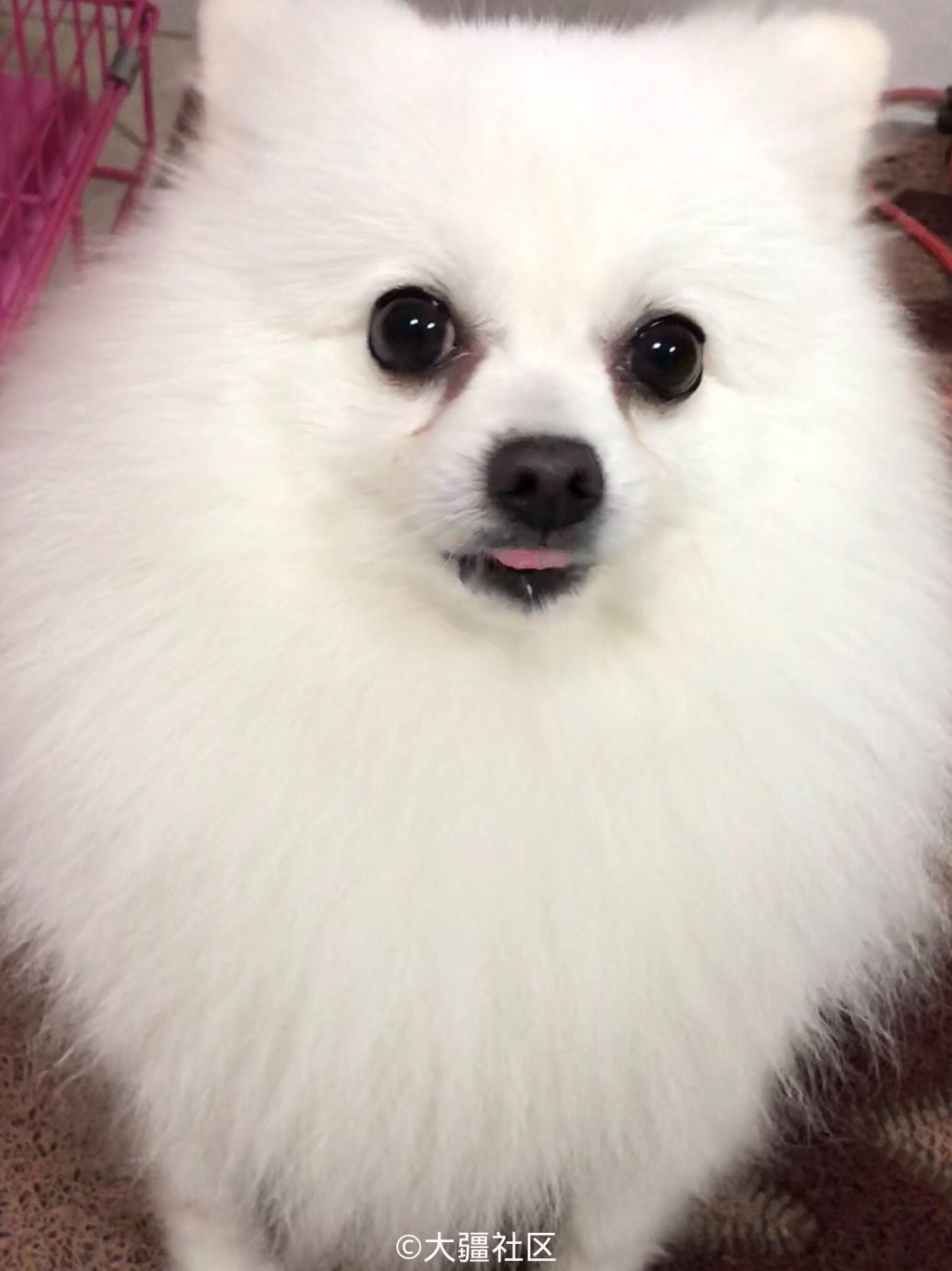 爱尔兰狐狸犬 作品 大疆社区