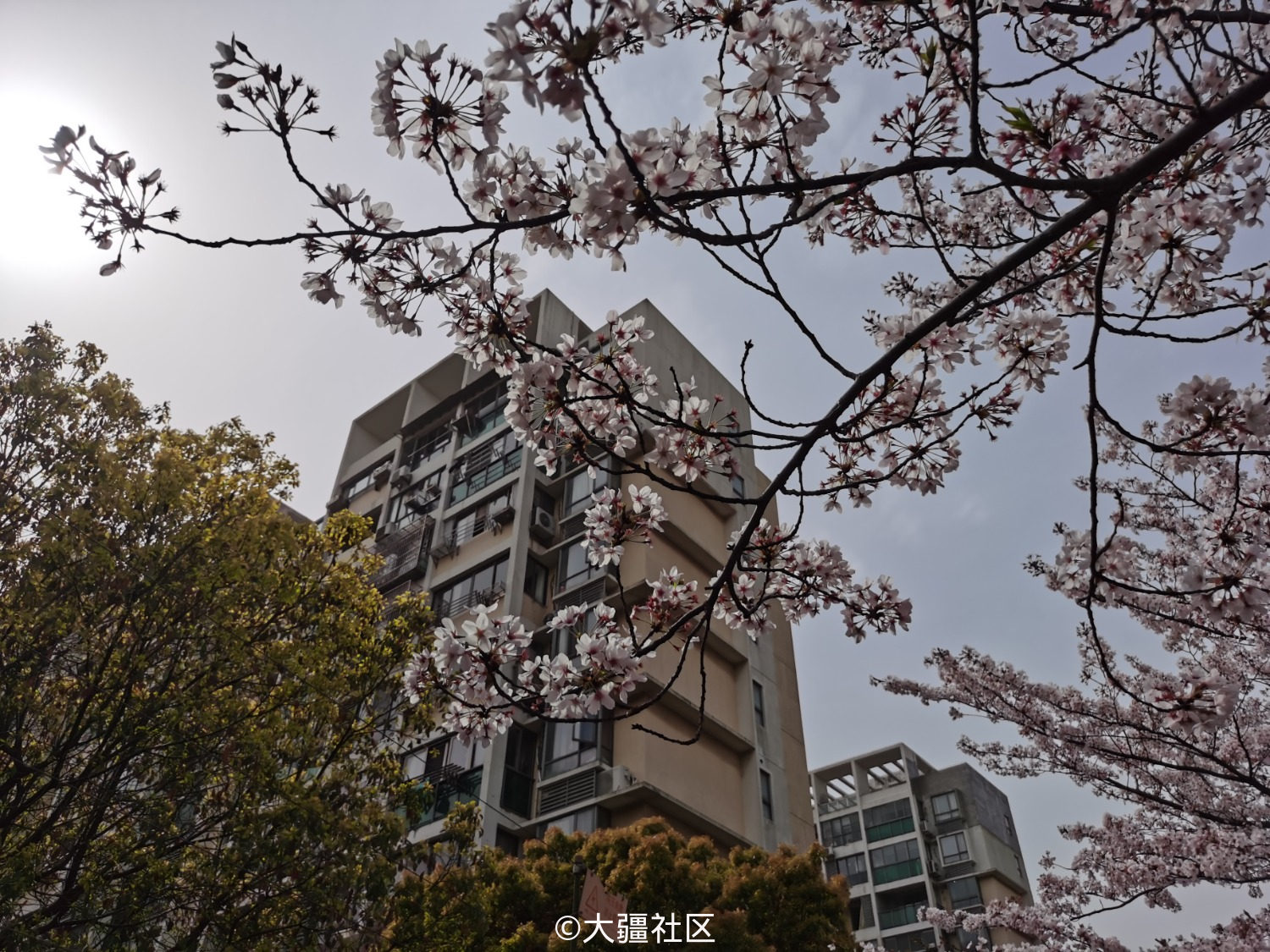 高东樱花大道