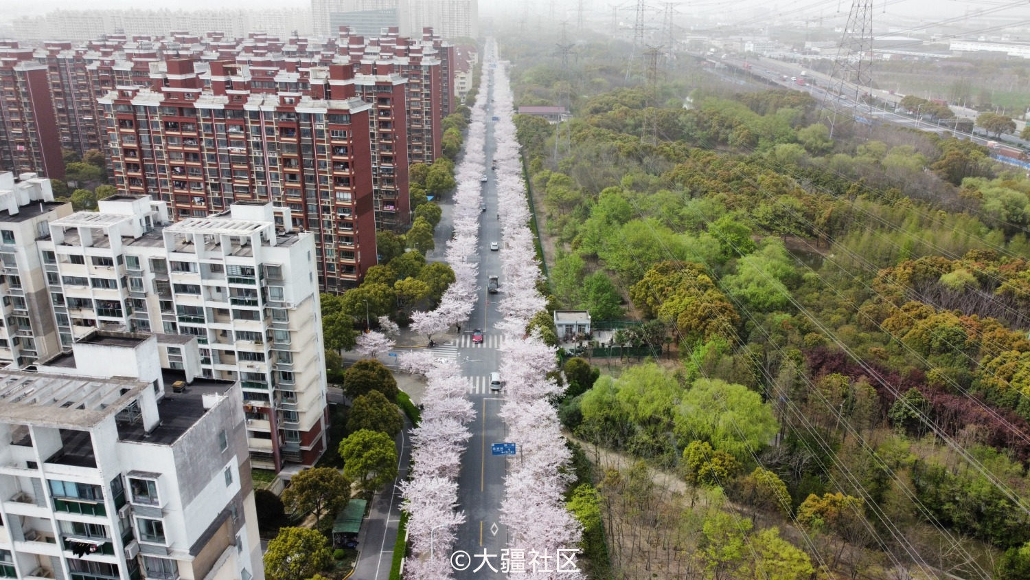 浦东高东樱花大道图片