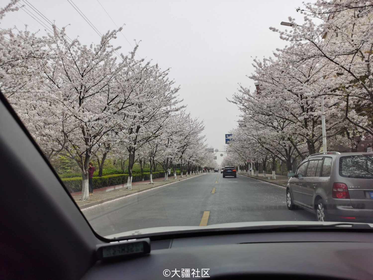 高东樱花大道