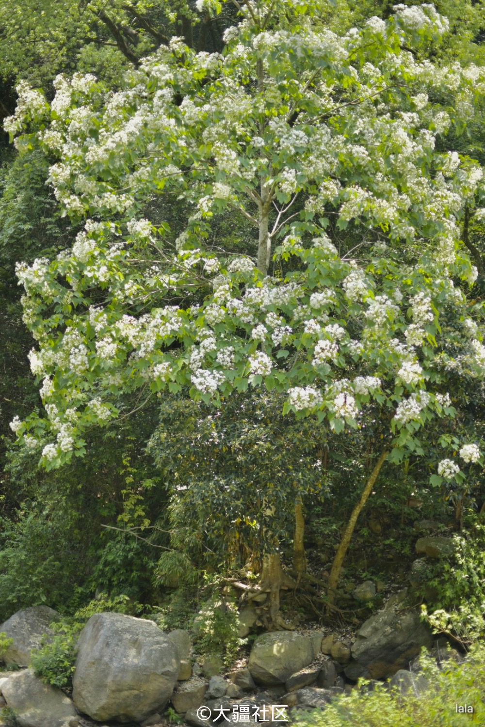 这种山涧中满树盛开的白色花被当地人戏称情人泪.