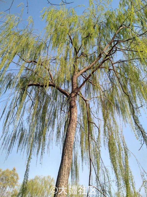 春天大柳树