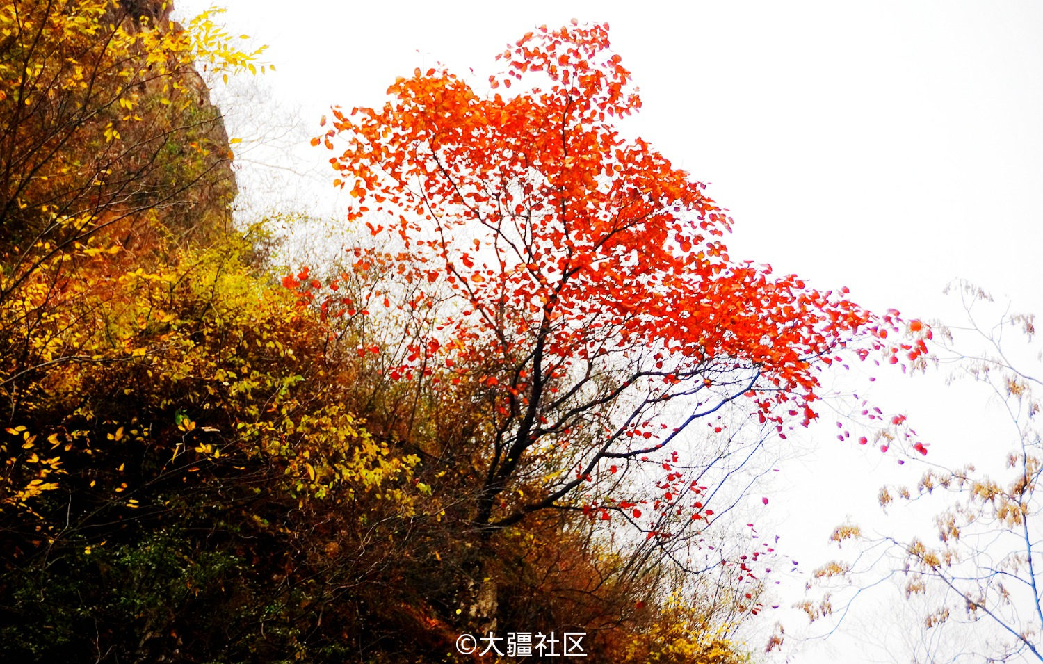 雾蒙蒙兮雨蒙蒙兮 满山红叶秋意正浓 无人机 大疆社区