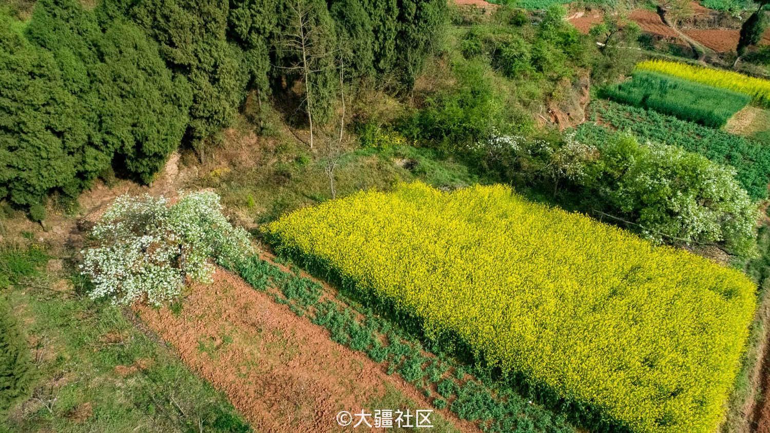 老梨花树下 作品 大疆社区