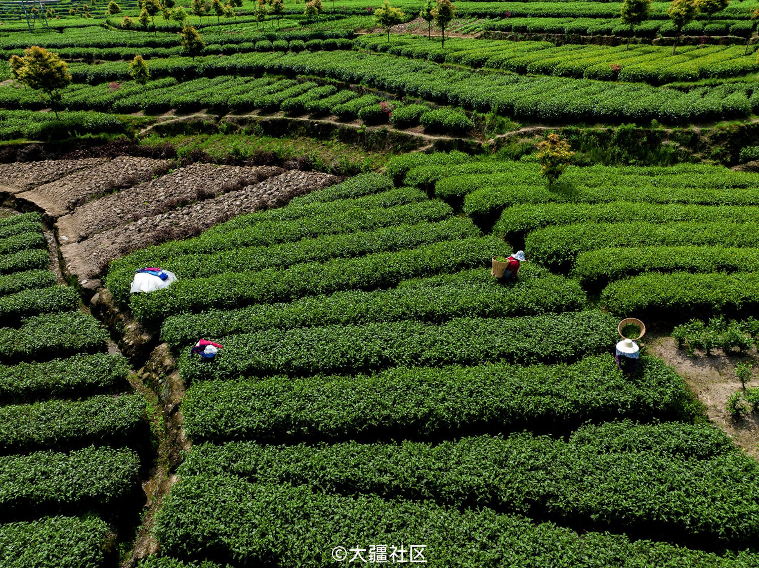 大地指紋-用四臺大疆無人機航拍四川省雅安市名山區紅星鎮金鼓村茶園