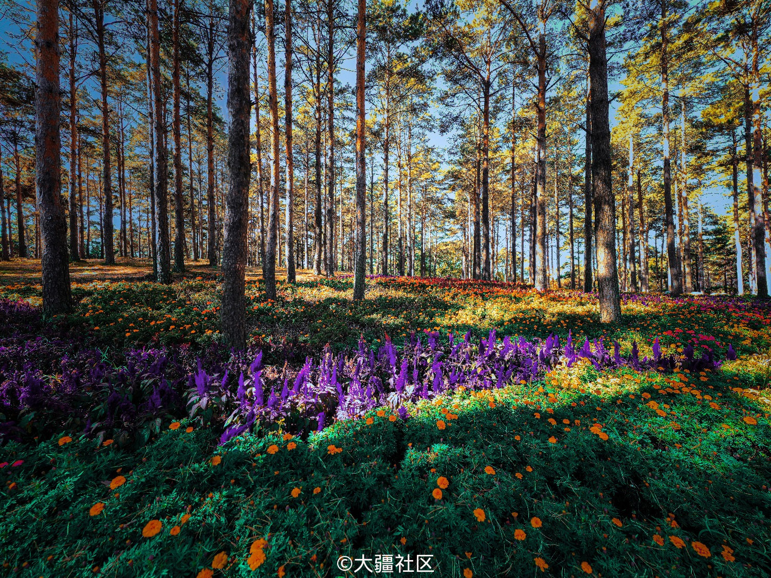 林中花海