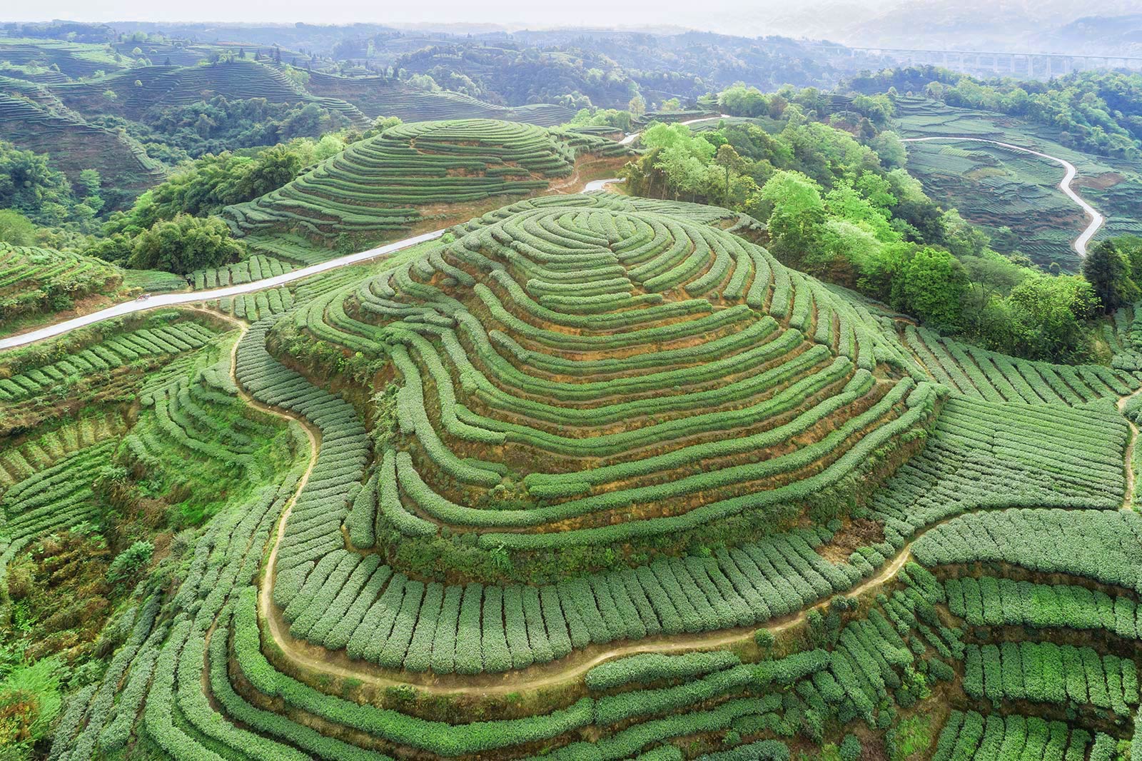 螺髻围卷茶山青