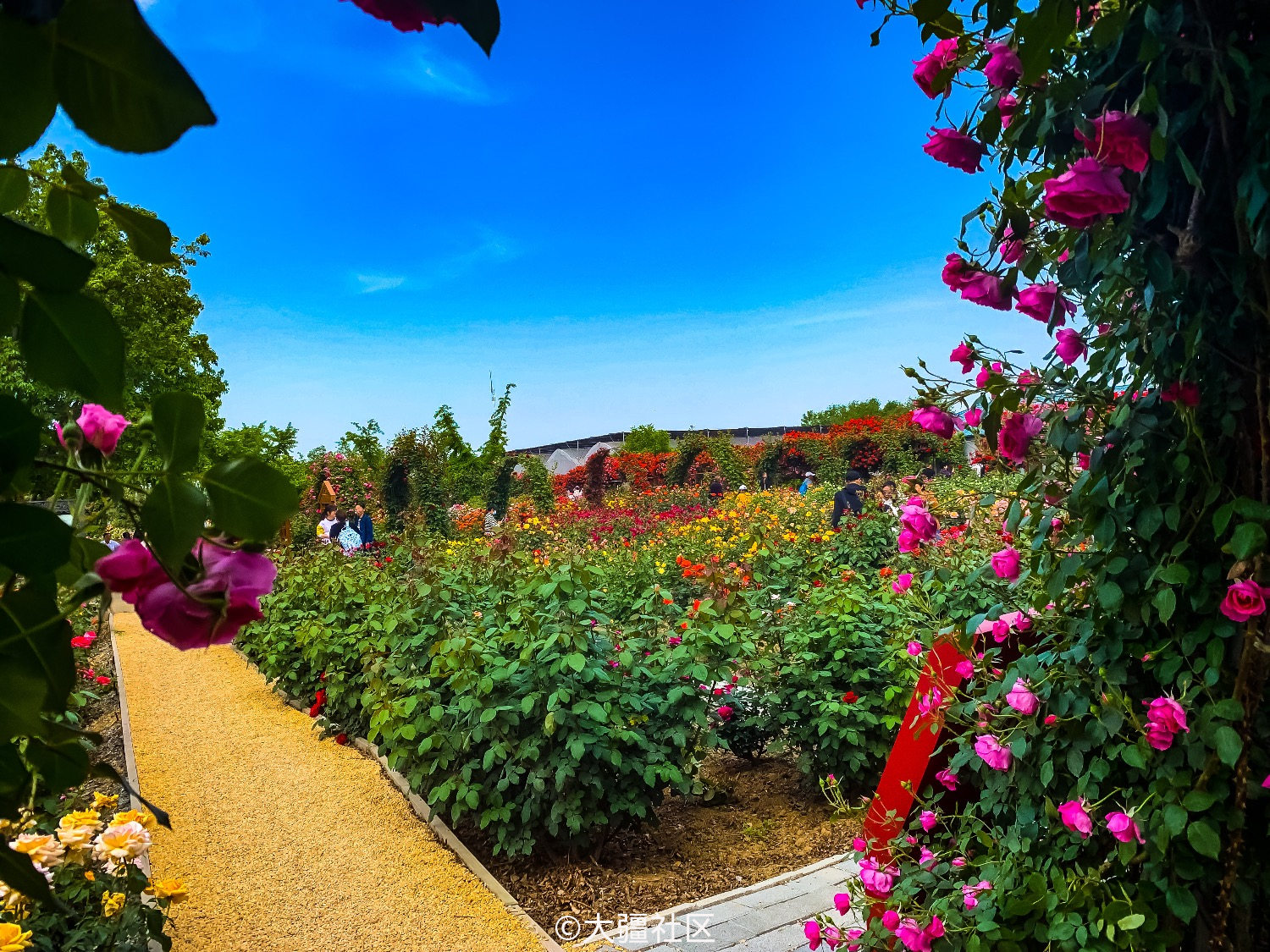 月季博览园随拍1