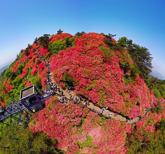 永州杜鹃花海图片