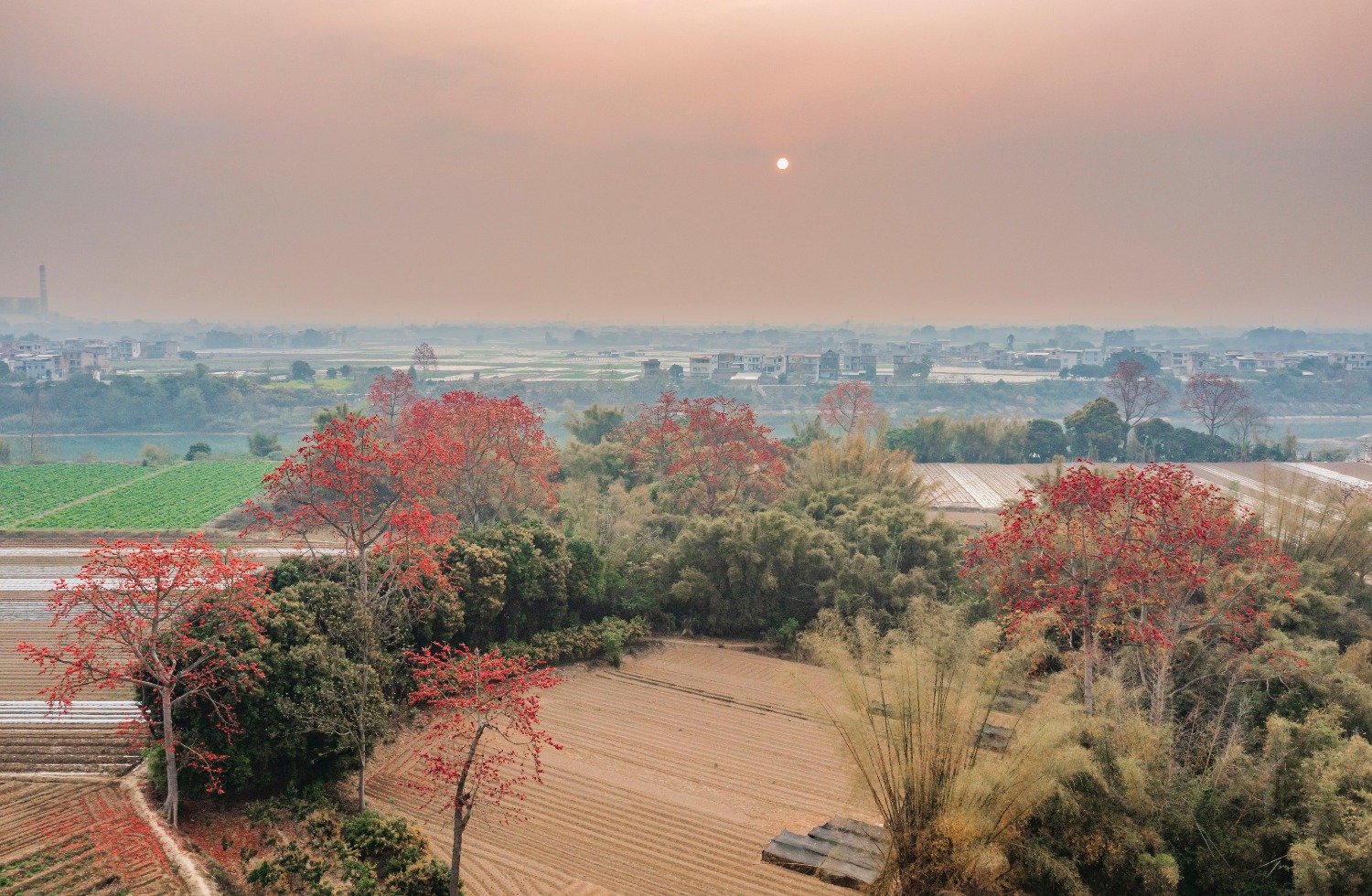 木棉张维屏清代