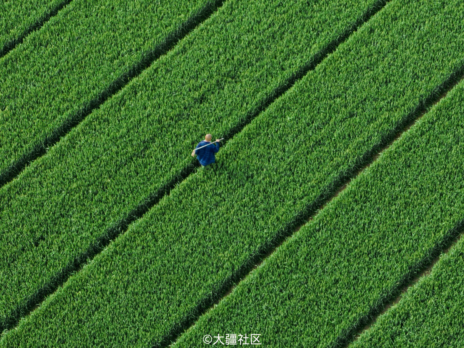 航拍视角下的麦田可以有多么治愈