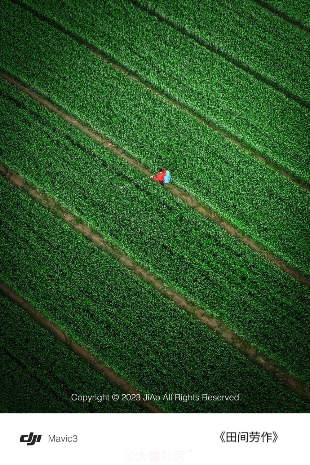 航拍视角下的麦田可以有多么治愈