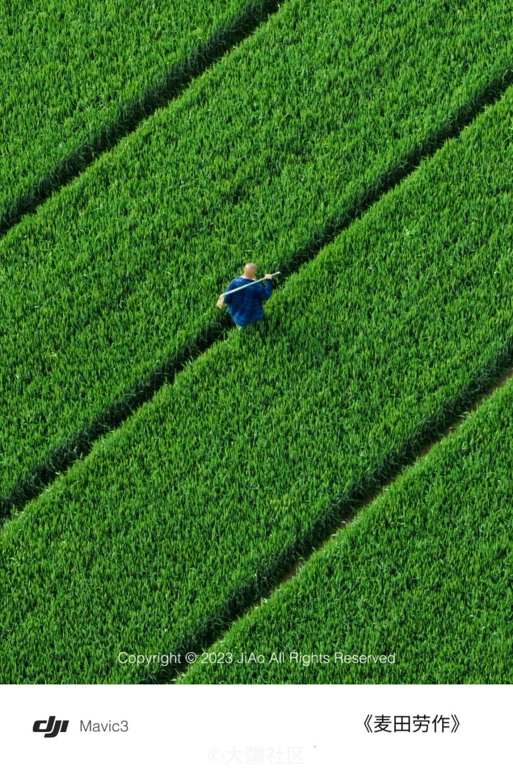 航拍视角下的麦田可以有多么治愈