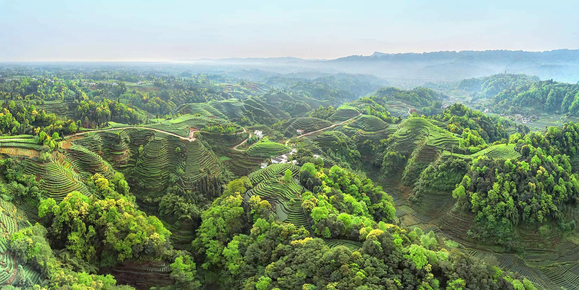 蜿蜒茶山竟春色.jpg