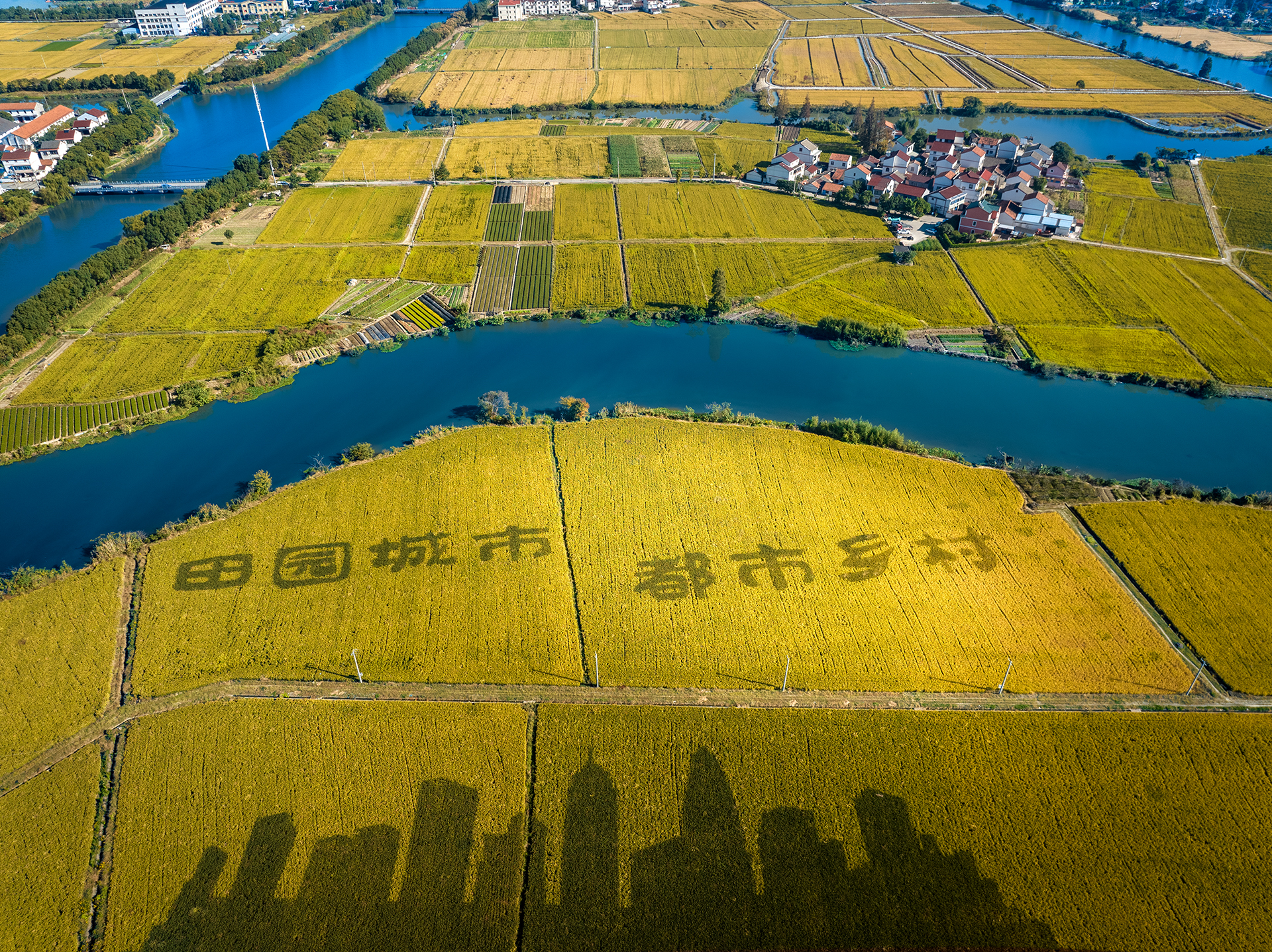 西夏墅稻田艺术图片